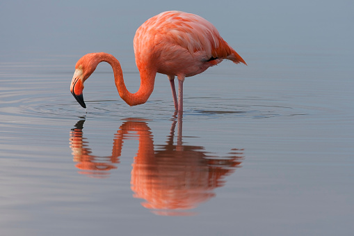American Flamingo (Phoenicopterus ruber) foraging in a pond on Floreana Island, Galapagos.