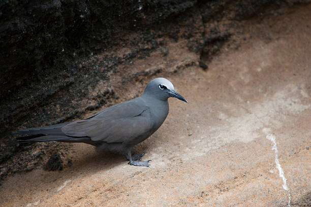 Brown Noddy Brown Noddy (Anous stolidus galapagensis), Galapagos subspecies resting on a rocky ledge on Isabela Island, Galapagos. brown noddy stock pictures, royalty-free photos & images