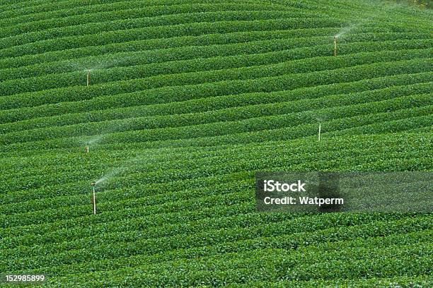 Teeplantage Natur Pflanzen Blättern Sprinkleranlagen Stockfoto und mehr Bilder von Agrarbetrieb