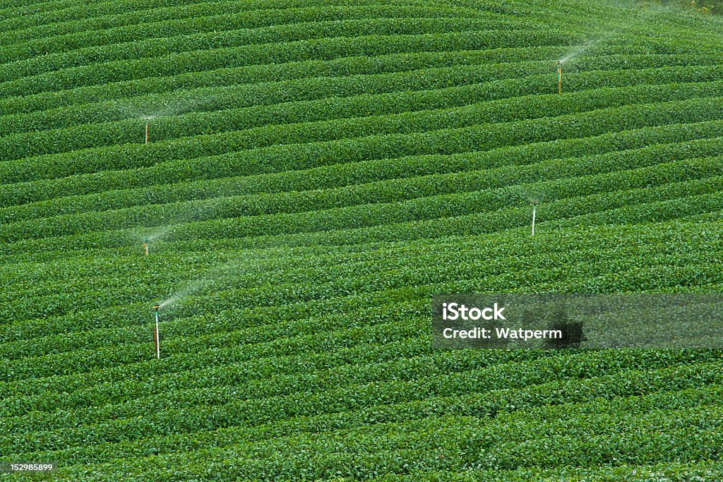 티 플랜테이션, 자연, 공장, 잎, 스프링클러 - 로열티 프리 0명 스톡 사진