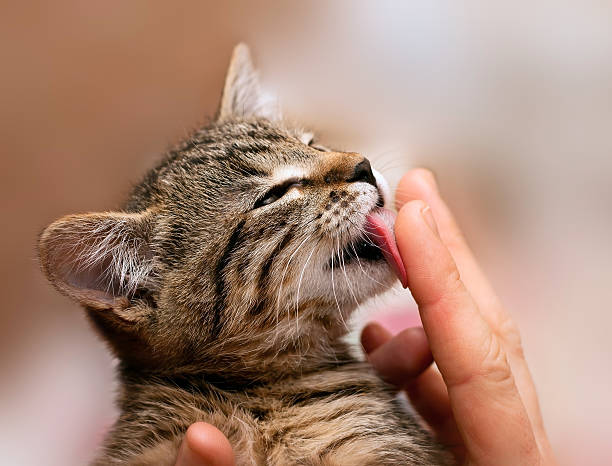 Striped kitten licking man's finger stock photo