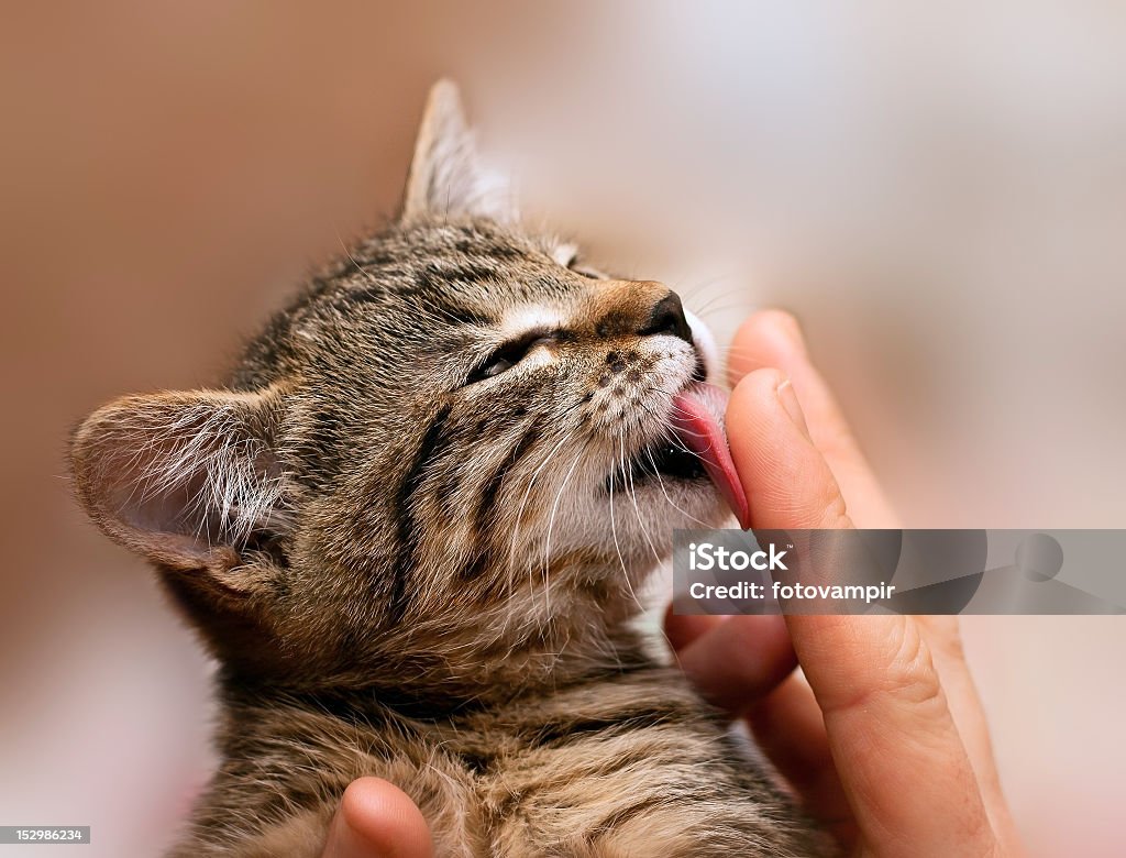 Um gatinho lambendo dedo - Foto de stock de Gato doméstico royalty-free