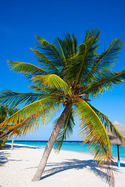 istock Wonderful landscape with a palm 152986241