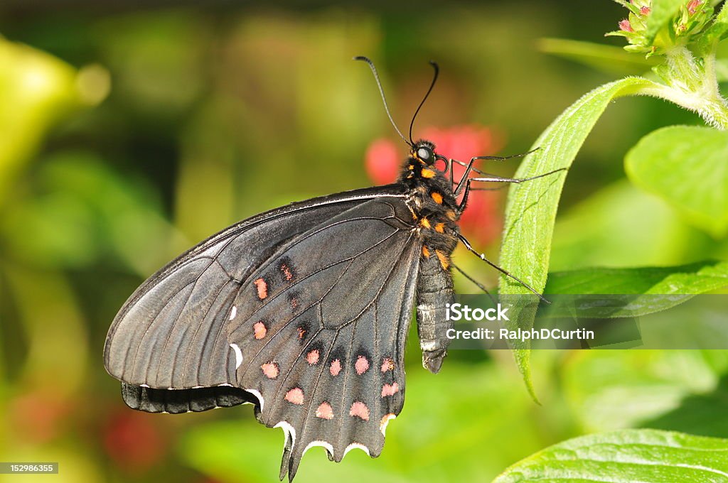 Butterfly - - Lizenzfrei Fotografie Stock-Foto