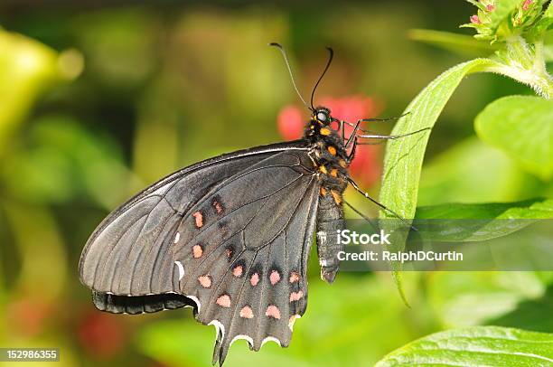 Motyl - zdjęcia stockowe i więcej obrazów Bez ludzi - Bez ludzi, Fotografika, Horyzontalny