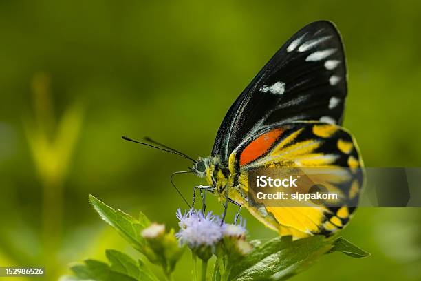 Butterfly Stock Photo - Download Image Now - Abdomen, Animal Abdomen, Animal Antenna