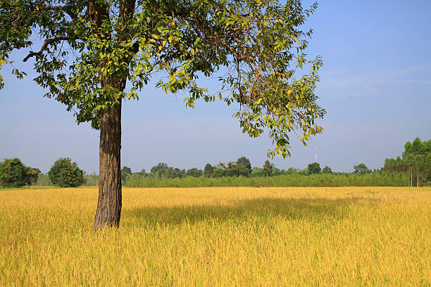 Campo de arroz amarelo cacho é esplêndido para totalmente harvest - foto de acervo
