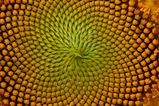 istock Sunflower, Yellow Flower, Seed 152986650