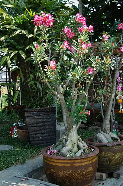 An unusual pot plant here in Thailand