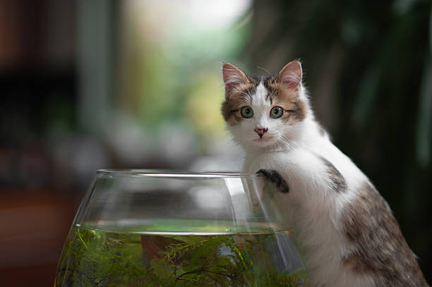 cute young kitten and a fish bowl stock photo