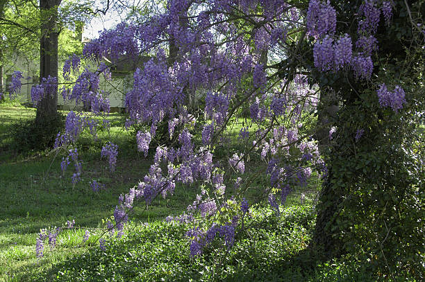 American Wisteria (W. frutescens) Found hanging off this tree in Georgia, USA wisteria frutescens stock pictures, royalty-free photos & images