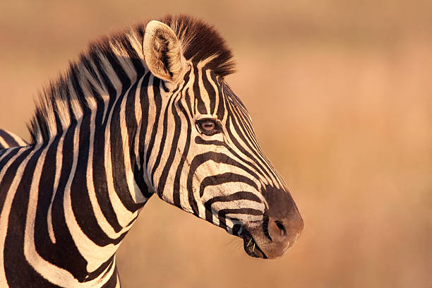 Zebra Portrait A portrait of a Burchells Zebra in sweet afternoon light zebra photos stock pictures, royalty-free photos & images