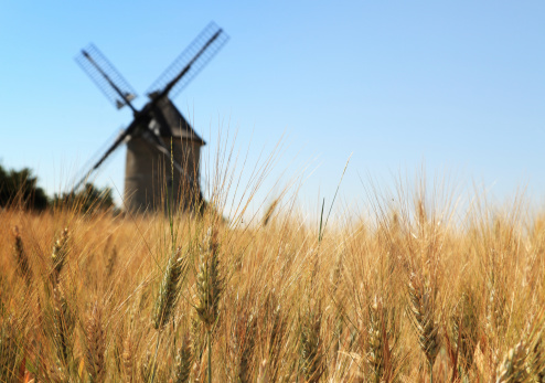 Out of focus image of a traditional wooden windmill seen through a wheat field.