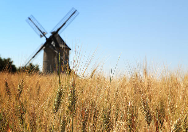 Wheat field Out of focus image of a traditional wooden windmill seen through a wheat field. flour mill stock pictures, royalty-free photos & images