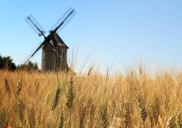 Wheat field Out of focus image of a traditional wooden windmill seen through a wheat field. old flour mill stock pictures, royalty-free photos & images