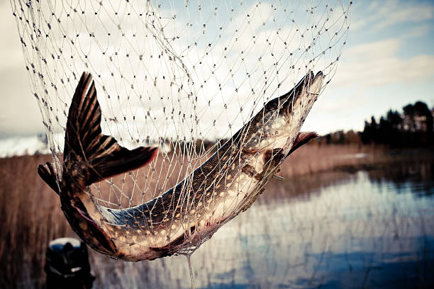 Large fish caught in a net at a lake stock photo