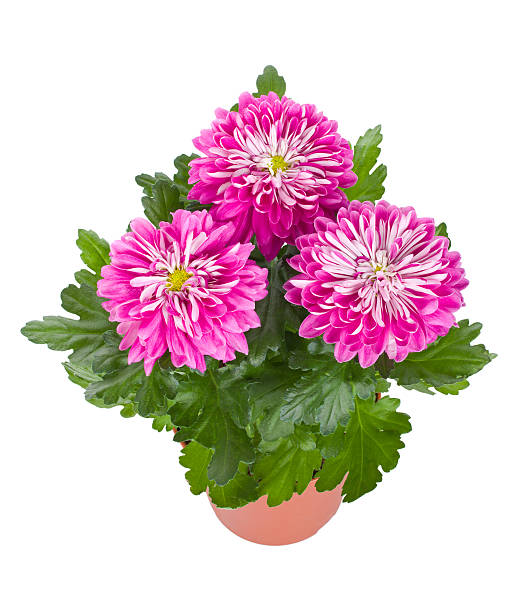 istock pink chrysanthemum flowers in pot 152987487