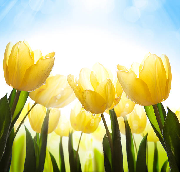 istock art wild flowers covered with dew in the sunlight 152987692