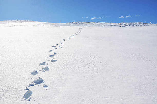 spuren im schnee. pizol, schweizer alpen - drifted stock-fotos und bilder