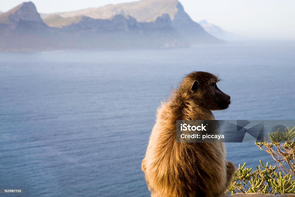 Baboons in cape point Baboons in cape point with the blue Indian ocean Baboon Stock Photo
