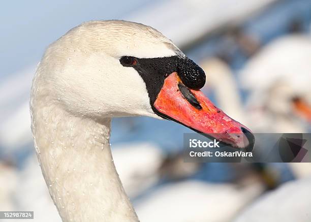 Photo libre de droit de Cygne banque d'images et plus d'images libres de droit de Beauté - Beauté, Beauté de la nature, Blanc