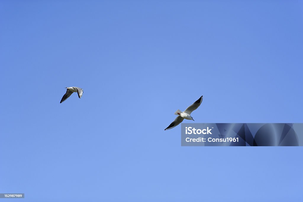 Gulls flying. - Foto de stock de Aire libre libre de derechos