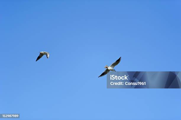 Gulls Flying Foto de stock y más banco de imágenes de Aire libre - Aire libre, Ala de animal, Azul