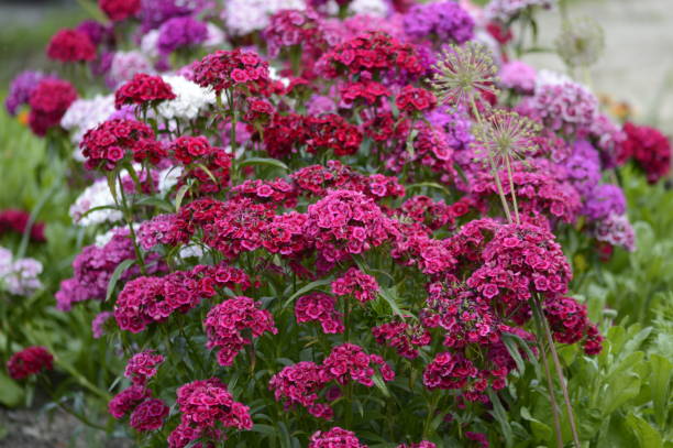 istock Sweet William with colorfull flowers 1529882583