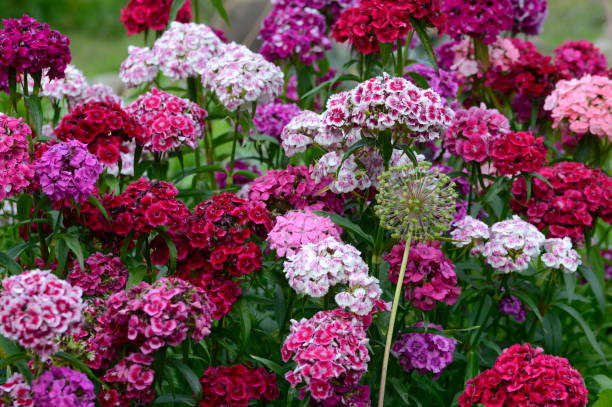 istock Allium giganteum with Sweet William 1529882624
