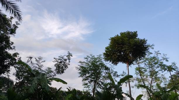 istock A group of trees and blue sky 1529882968