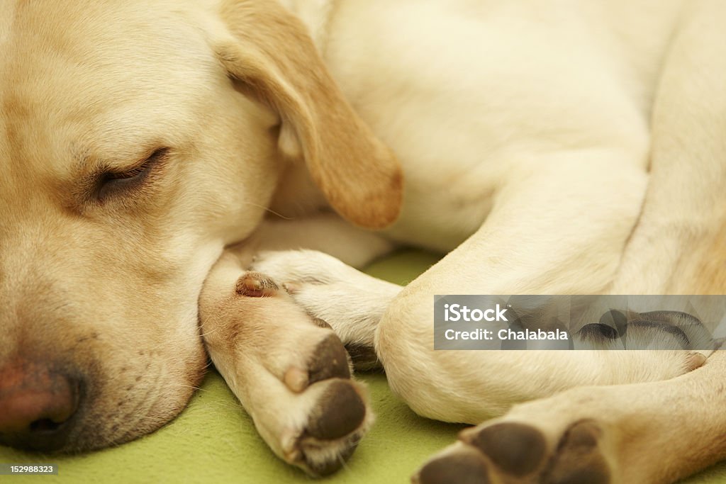 Sleepy chien - Photo de Animaux de compagnie libre de droits