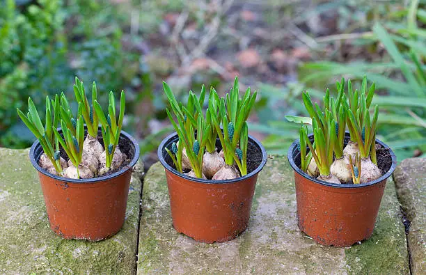 hyacinth flowerbulbs ready for planting in the flowerbed.