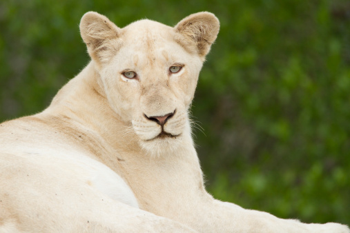 White lion of Timbavati in South Africa. Notice pale blue eyes