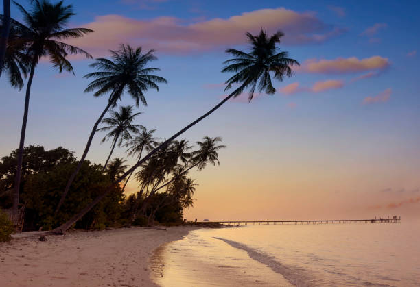 istock Summer tropical with colorful theme as palm trees on the beach background 1529887880