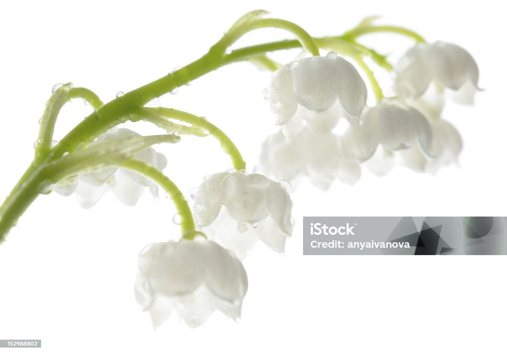 Lily of the Valley isolated on white Lily of the Valley (Convallaria Majalis) isolated on white Bell Stock Photo