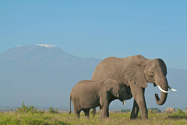 istock Elephant mother and calf below Mount Kilimanjaro 152988883
