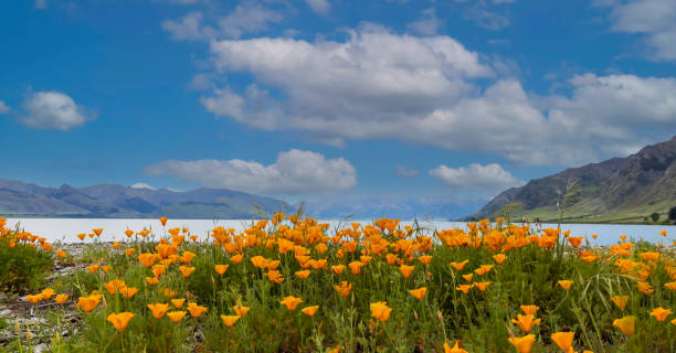 las amapolas doradas durante la primavera con la escena de superfloración de fondo - flower red poppy sky fotografías e imágenes de stock