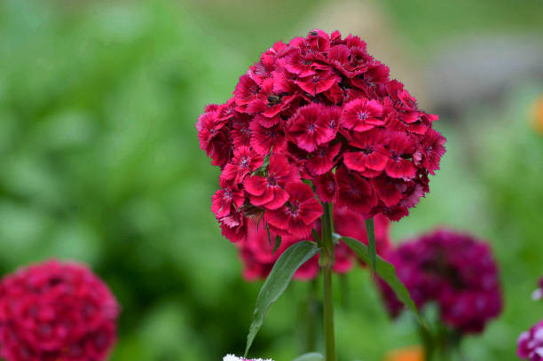 Sweet William with colorfull flowers Closeu Dianthus barbatus known as sweet William with blurred backgroung in summer garden dianthus barbatus stock pictures, royalty-free photos & images