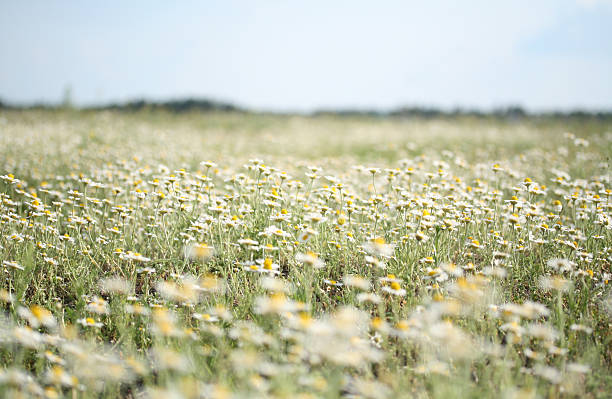 istock Field of camomiles 152989642