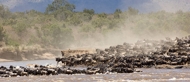 Great Migration stock photo