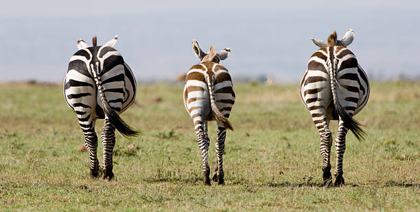 Symetrical Zebra in Kenya stock photo