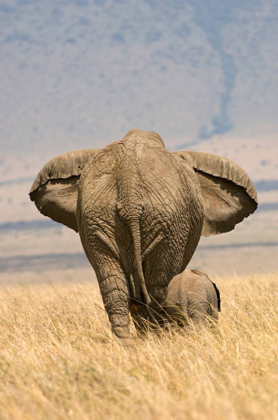 Elephant and calf stock photo