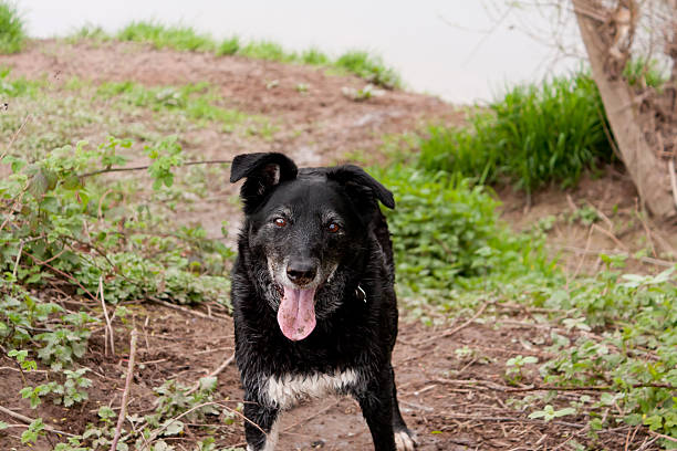 A medium-sized, reddish-brown mixed breed dog with white paws standing on a sunny sidewalk next to a gray wall and bright yellow curb.