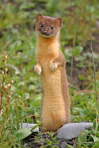 Cute Little Serial Killer A curious Long-Tailed Weasel gazes back to the camera, before continuing its ruthless behavior. stoat mustela erminea stock pictures, royalty-free photos & images
