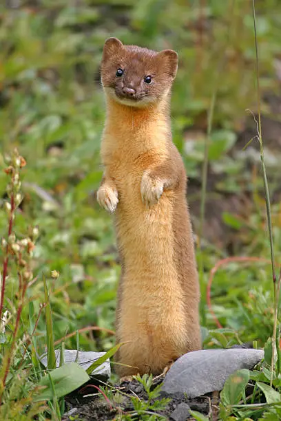 A curious Long-Tailed Weasel gazes back to the camera, before continuing its ruthless behavior.