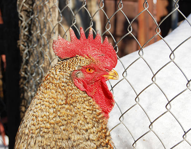 Cock in the cage stock photo