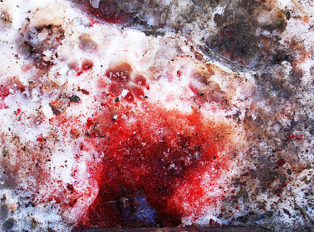 Blood in the snow stock photo