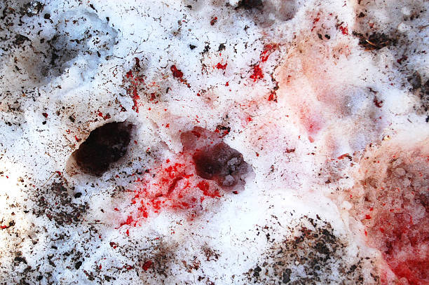 blood in the snow stock photo