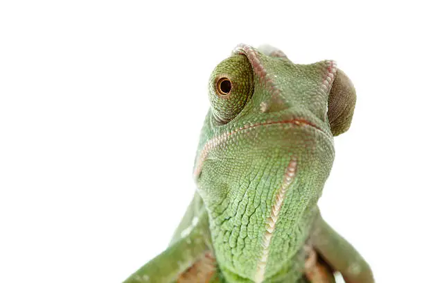 Photo of Isolated exotic pet green chameleon