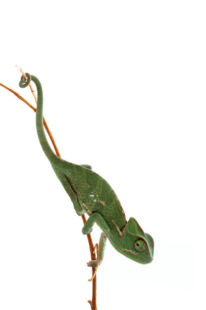 istock Isolated exotic pet green chameleon 152990216